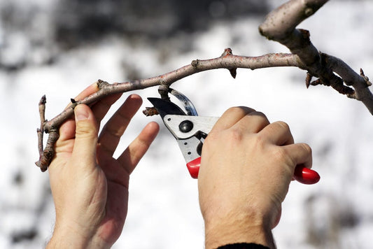 Prune for Bloom: Your February Guide to Preparing Plants for a Spring Burst