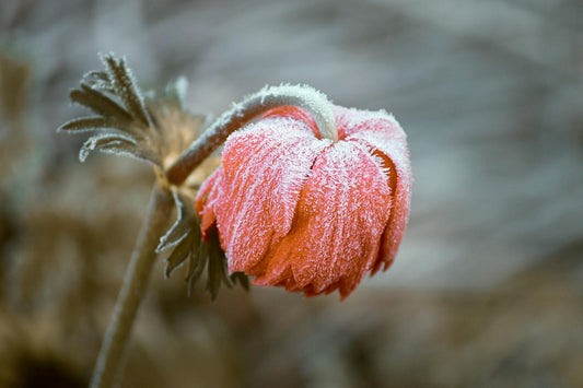 Five Frost-Fighting Strategies to Keep Your Plants Thriving This Winter