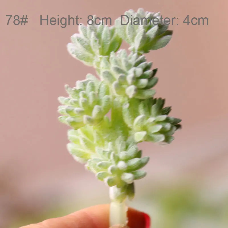 Mini Artificial Succulent Plants Green Various Plastic Plants Home Garden Ornament Decoration Fake Plants Plante Artificielle